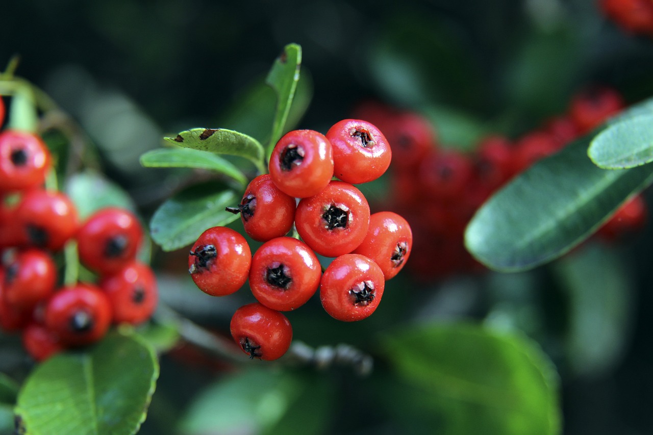 曼聯謹慎恢 曼聯謹慎恢